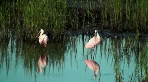Two beautiful Spoonbills preening Stock Footage 28070199