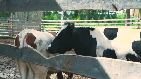 Two beautiful spotted cows in a paddock in summer in good weather Stock Footage 139518240