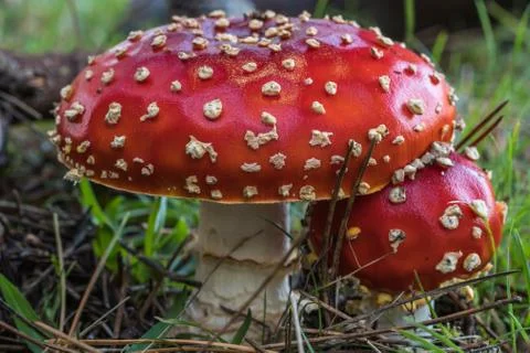 Two Beautiful Spotted Toadstools Stock Photos