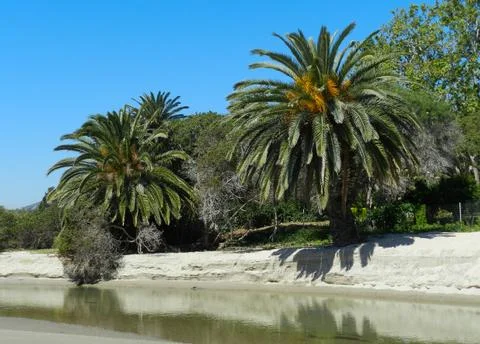 Two Beautiful Stream Palms Stockfoto's