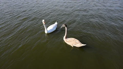 Two beautiful swans on a lake close to the shore in slow motion Stock Footage 141597005