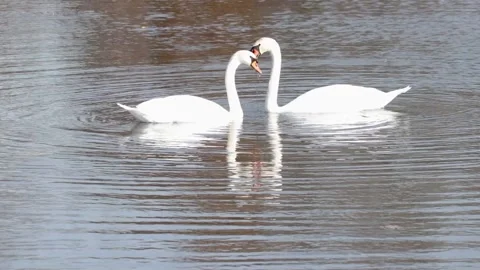 Two beautiful swans in the lake Stock Footage 147158694
