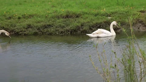  two beautiful swans in the wild looking for food underwater Stock Footage 239071508