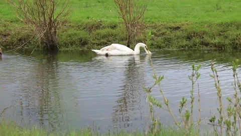  two beautiful swans in the wild looking for food underwater 動画素材 239071563