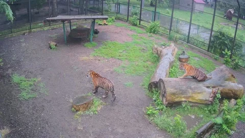 Two beautiful tigers are playing on the lawn in the pouring rain Stock Footage 156026899