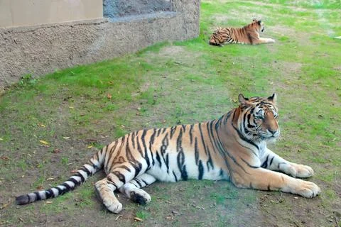 Two beautiful tigers lying on the grass in a zoo enclosure Fotos de archivo