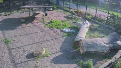 Two beautiful tigers snarl over a piñata Stock Footage 154998615