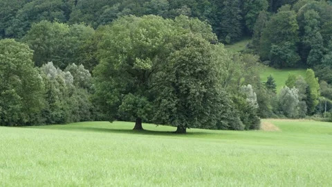 Two beautiful trees in the middle of green meadow in Switzerland Stock Footage 159075029