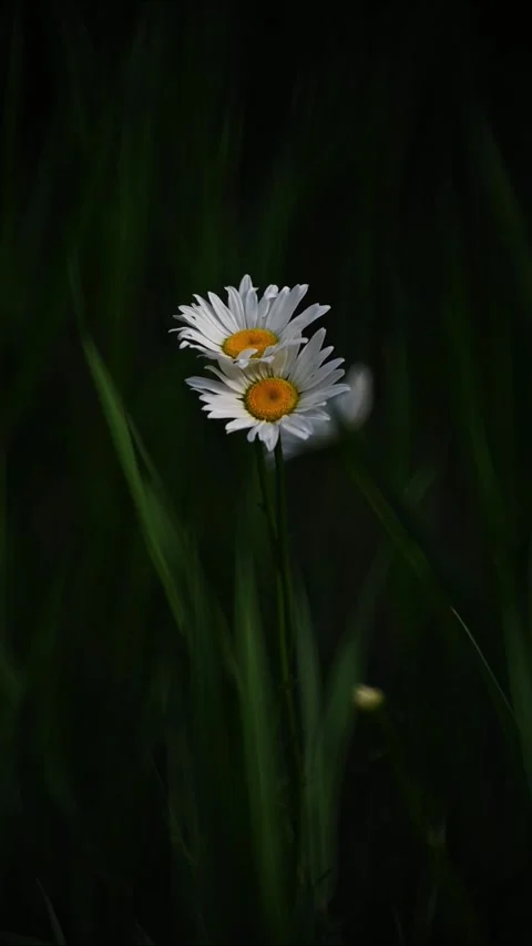 Two Beautiful White Daisies Blooming in Dark Moody Green Grass Stock Footage 330094664