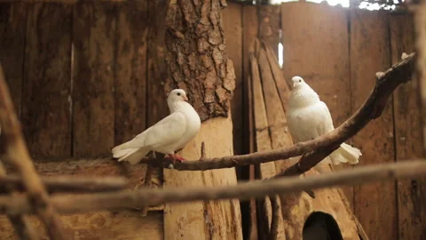 Two beautiful white doves on branch in zoo, exhibition of beautiful birds Stock Footage 252879247