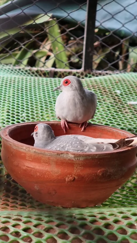 Two beautiful white doves staring somewhere Stock Footage 304051813