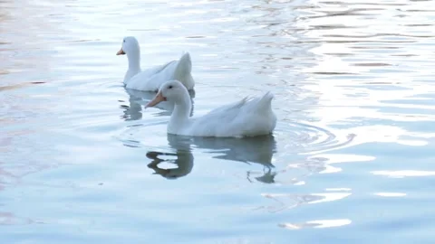 Two beautiful white ducks Stock Footage 238866070