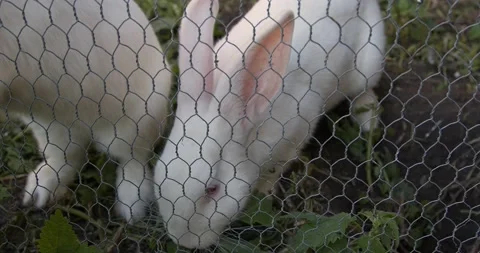 Two beautiful white rabbits are fed through the fence Video stock 138362523