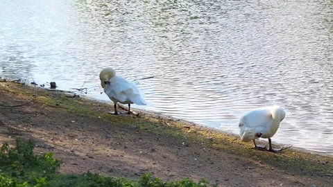 Two beautiful white swans clean their feathers on sunny riverbank. Majestic.. Stock-Footage 337043692