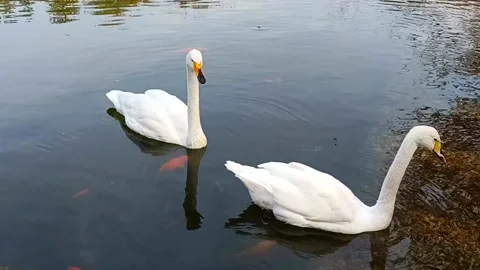 Two beautiful white swans Stock Footage 221556052