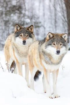 Two beautiful wolves standing in cold winter landscape Stock Photos