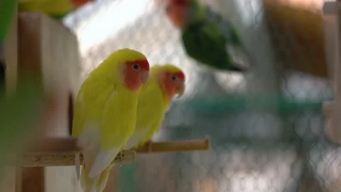 Two beautiful yellow parrots sitting in a cage. Exotic tropical birds in the zoo Stock Footage 196276463