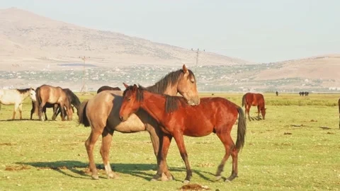 Two beautiful yilki horses cuddle outdoors in field in Hormetci village , Kay 스톡 동영상 165874705