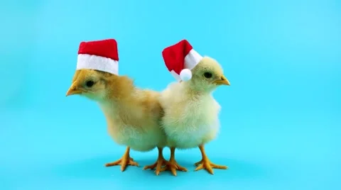 Two beautiful young roosters in red Santa Claus hat, 2017 New Year concept Stock Footage 68456980