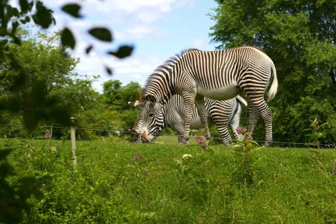 Two beautiful Zebra's Stock Photos