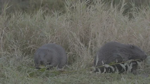 Two Beaver (Castor fiber). Stock Footage 104380062