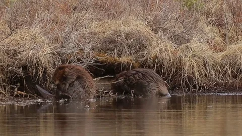 Two beaver grooming and preening themselves Stock Footage 79080973
