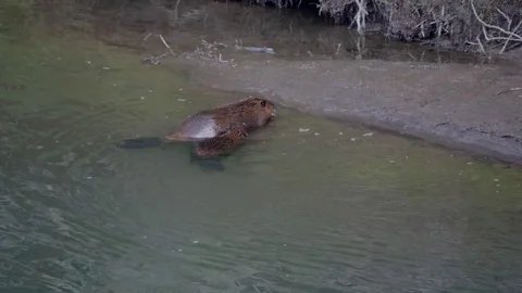 Two beaver leave the lamar river in yellowstone Stock Footage 83647717
