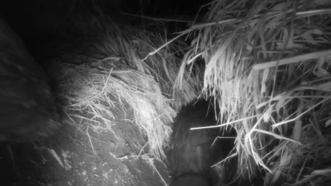Two beaver walking to river close up Stock Footage 149710352
