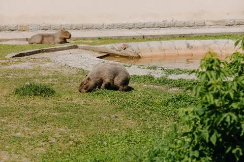 Two beavers are resting on the grass in the zoo Stock Photos