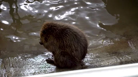 Two beavers in an aviary 4K Stock Footage 154002931