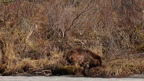 Two Beavers chewing on grass on land Stock Footage 79081278