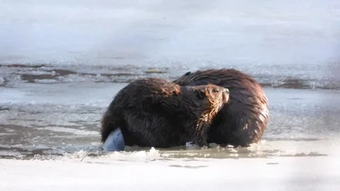 Two beavers groom each other on frozen, snow-covered lake surface Video stock 310982662