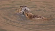 Two Beavers Play In A River. Stock Footage