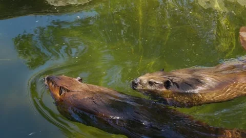  Two beavers swimming  Stock Footage 244541366