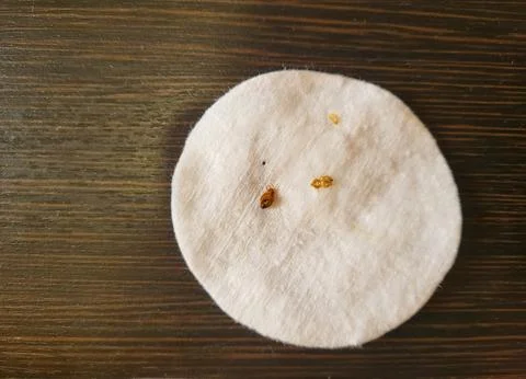 Two bed bugs are lying on a white cotton disc Stock Photos