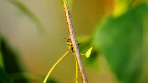 Two bedbugs on a birch branch Stock Footage 112879003