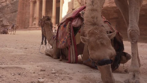 Two bedouin camels Stock Footage 125848054