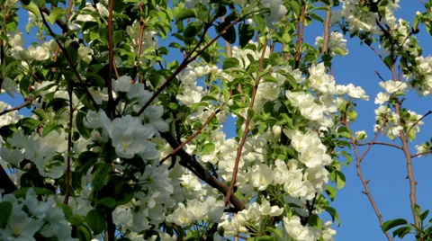 Two bee on an apple tree blossom. Stock Footage 39878867