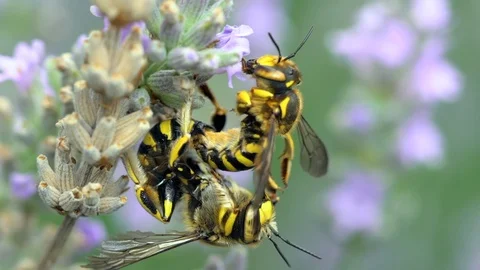 Two bee  copulating , extreme close up , slow motion Stock Footage 91884601