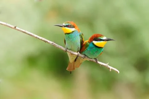 Two bee-eater sit side by side like a heart for Valentine's Day. Stock Photos