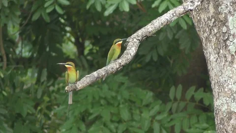 Two Bee-eater of the tree Stockbeeldmateriaal 103045236