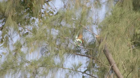 Two bee eaters feeing dragonfly in slow motion Stock Footage 183890882