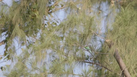 Two bee eaters feeing dragonfly in slow motion Stock Footage 183893579