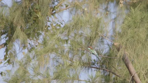 Two bee eaters feeing dragonfly in slow motion Stock Footage 183894014