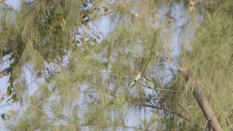 Two bee eaters feeing dragonfly in slow motion Stock Footage 183894028