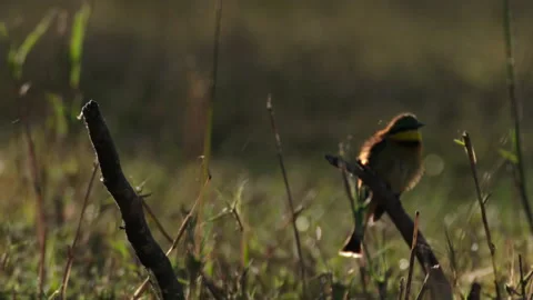 Two bee eaters Stock Footage 187504479