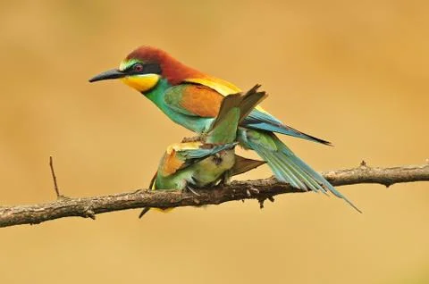 Two bee eaters mating Stock Photos