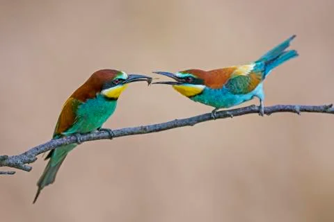 Two bee eaters Merops apiaster animal pair sitting on branch handing over prey Fotos Stock