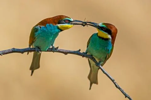 Two bee eaters Merops apiaster animal pair sitting on branch handing over prey Fotos Stock