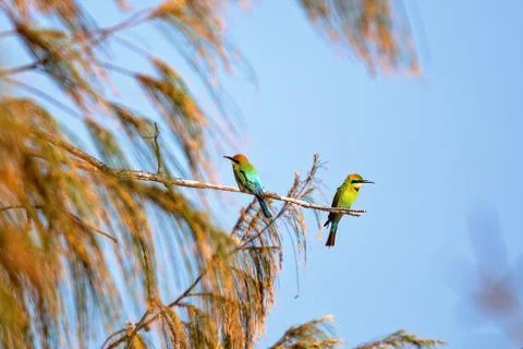 Two Bee-Eaters Perched On A Tree Branch Stock Photos